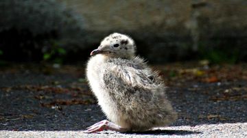 kesäkuvakisa