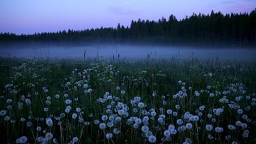 Kesäkuvakisa 2015