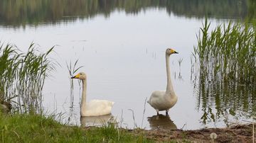 Kesäkuvakisa 2015