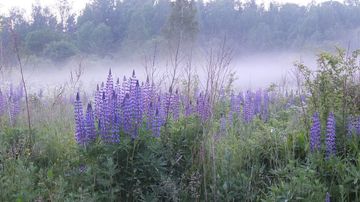 Juhannusyö
