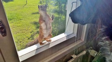 Koira katsoo ikkunan takana olevaa oravaa.