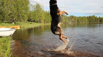 Koira hyppää vedessä.