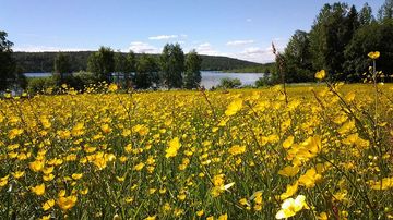 Kesäkuvakisa 2015