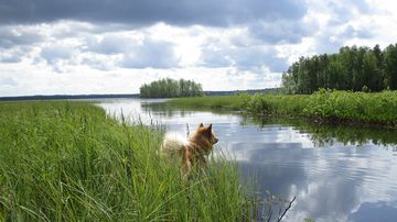 Kesäkuvakisa