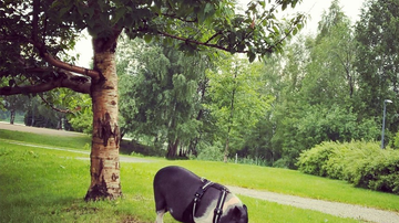 Kesäkuvakisa