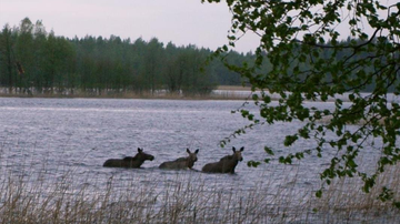 Kesäkuvakisa 2015