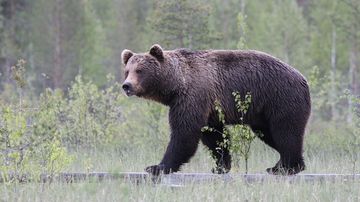 Kesäkuvakisa