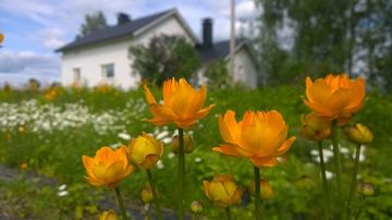 Iisalmi