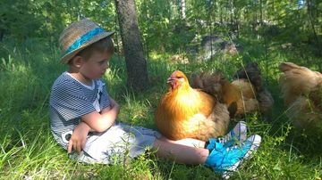 Kesäkuvakisa