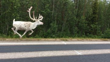 Kesäkuvakisa