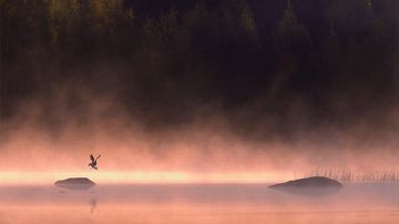 kesäkuvakisa