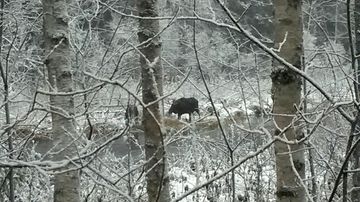 Hirviä itärajalla.