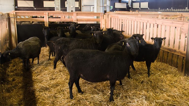 Pelson vankilatila on myös mustien lampaiden koti. Suomen viimeisen korpivankilan lampolassa on nelisensataa suomenlammasta. Rotu tunnetaan maailman mittakaavassa poikkeuksellisen hedelmällisenä.