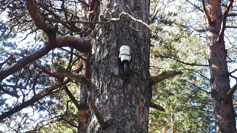 Vanha sähköjohdon paikka puussa