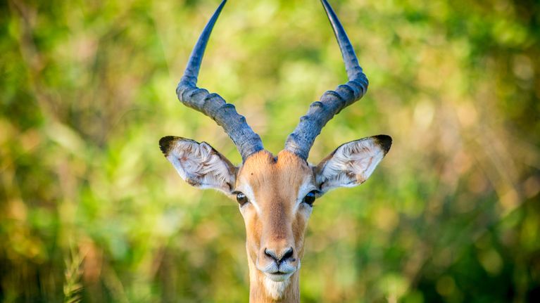 Impala