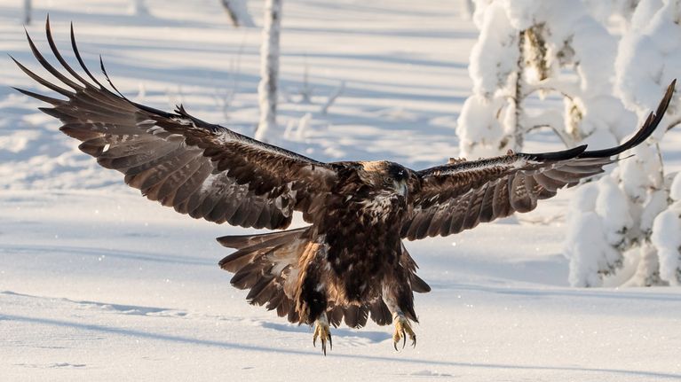 Euroopan vanhin maakotka.
