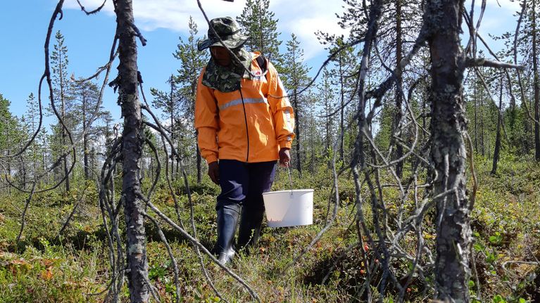thaipoimija polarica marjastus Samai Lekan thaimaalainen marjanpoimija