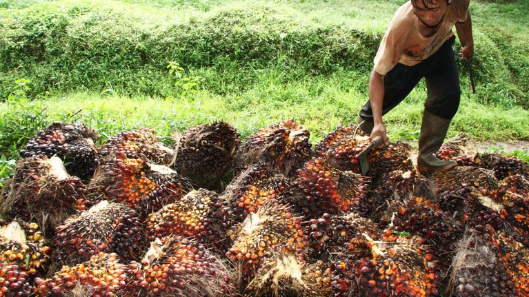 Työntekijä kerää öljypalmun hedelmiä Indonesiassa marraskuussa vuonna 2018.