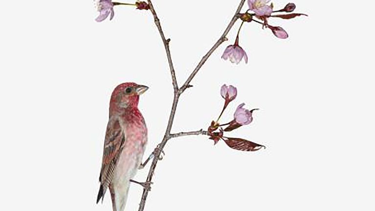 Sanna Kannisto: Carpodacus erythrinus, 2019.