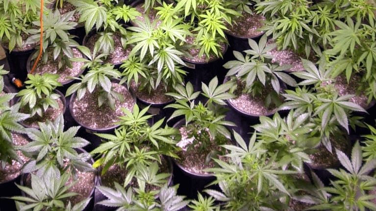 Kannabiskasveja kasvamassa ruukuissa.