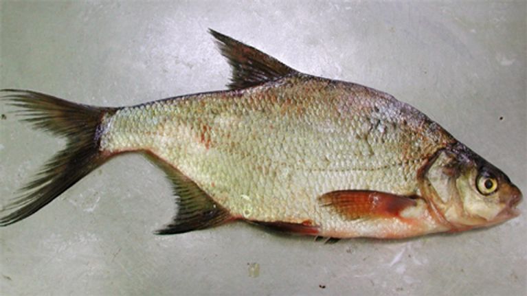 Lahna
