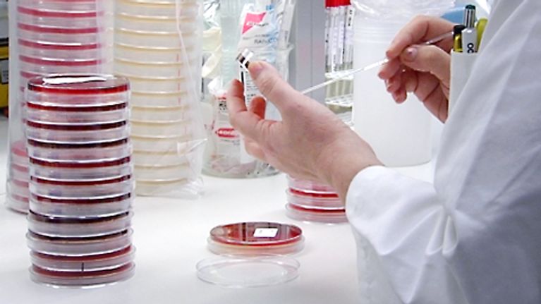 Viljelymaljoja laboratoriossa.