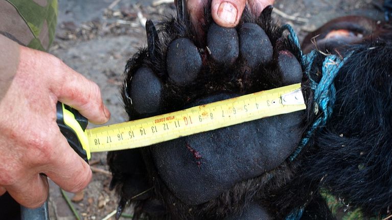 Kuvan kaadetulla karhulla oli painoa 235 kiloa.