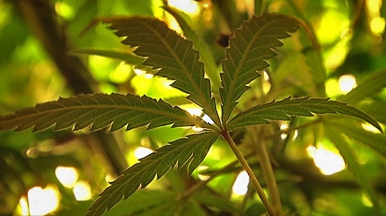 Kannabis-kasvi.