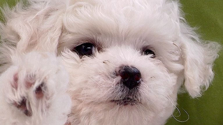 Bischon frisé