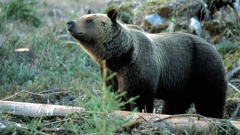 Karhu nuuhkii ilmaa metsässä.