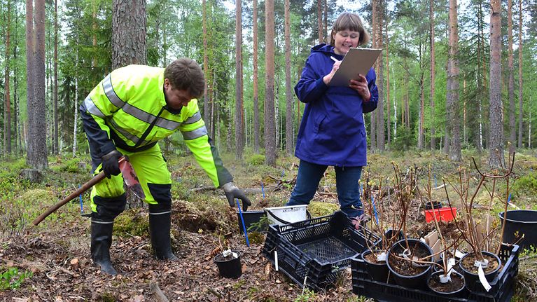Kaksi henkilöä istuttaa atsaleoita metsäiseen suomaastoon