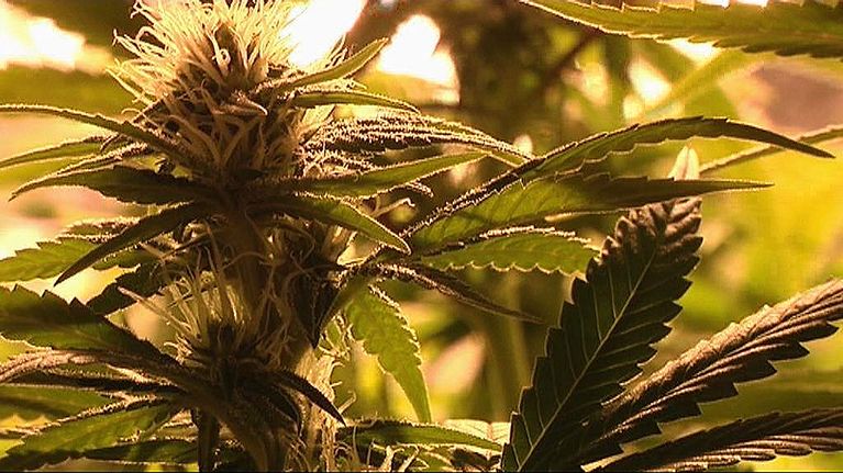 Kannabiskasvi.