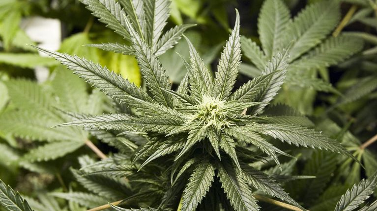 Kannabiskasvin lehtiä. 