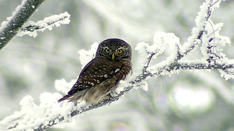 Pöllö huurteisella oksalla.