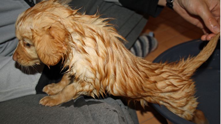 Koiranpentu pesun jälkeen