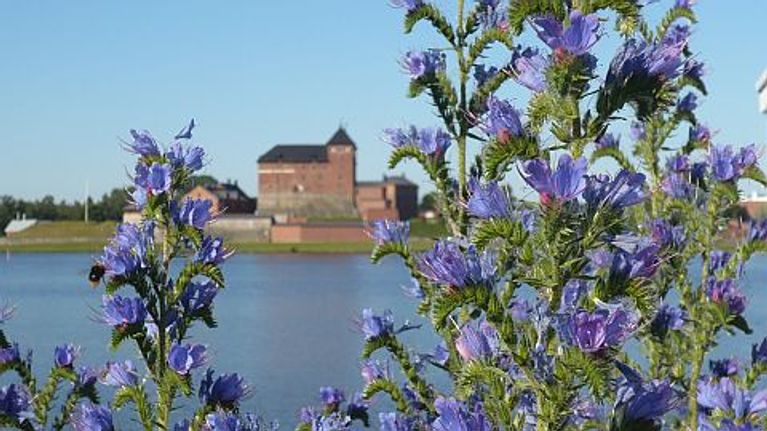 Neidonkieliä ja taustall Hämeen linna