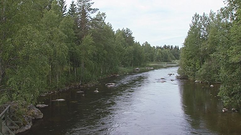 Virta puiden keskellä