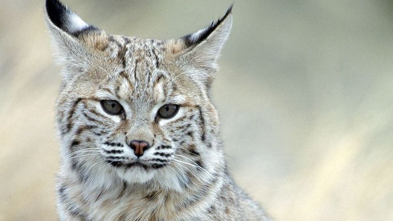 Ilves.