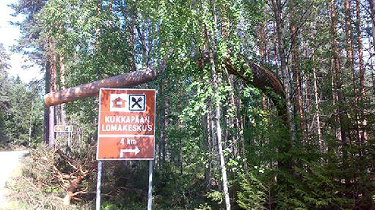 Myrskyn kaatama puu tien varressa
