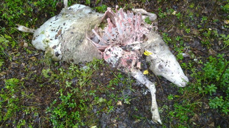 Karhun raatelema lammas Savukoskella.