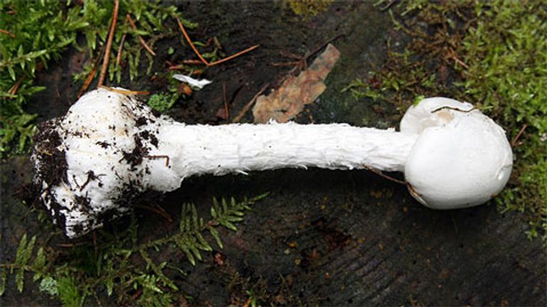 Valkokärpässieni maasta irroitettuna kannon päällä metsässä