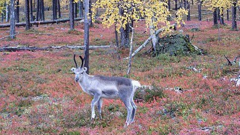 Poro ruskan keskellä