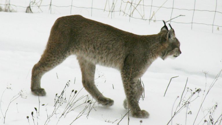 Ilves sivuprofiilissa.
