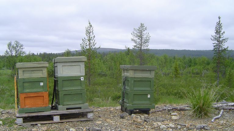 Aappo Valon mehiläisyhdyskunnat tunturimaastossa