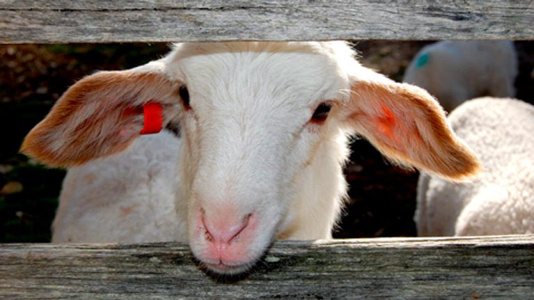 Lammas katselee aidanraosta