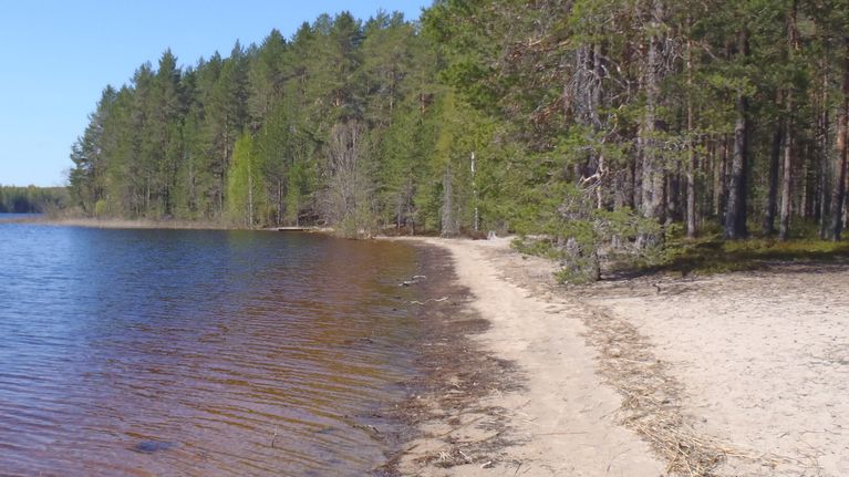 Suomujärven hiekkarantaa ja rantametsää.