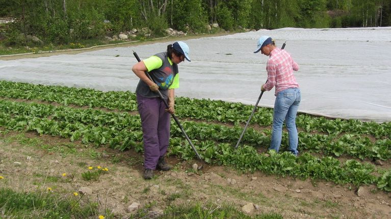 Salaatinviljelyä Haukivuorella