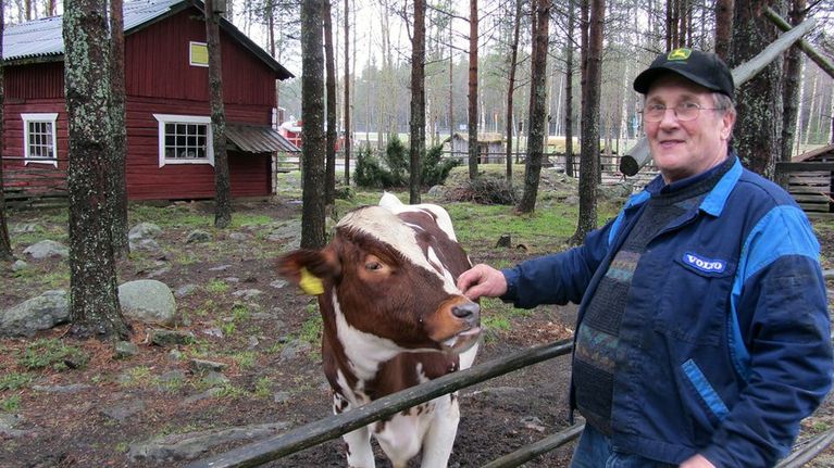 Kuvasa Matti Toivonen ja lehmä eläinpuistossa