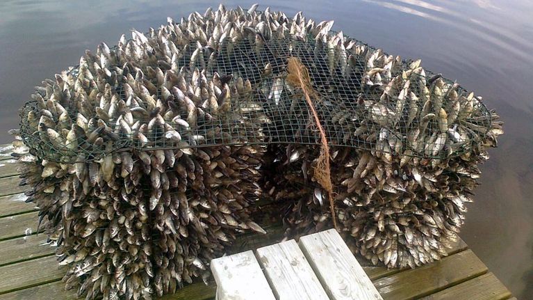 Noin sata kiloa särkeä katiskassa