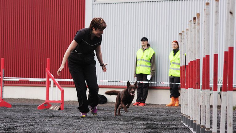 Koira ja ohjaaja agilityradalla.